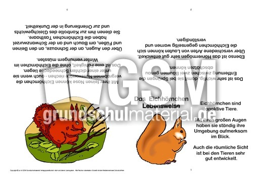 Eichhörnchen-Faltbuch-Lebensweise-B.pdf
